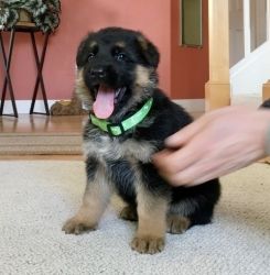 Affectionate German Shepherd available