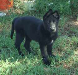 German Shepherd Black Female Puppy
