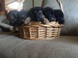 GSD PURE BLOOD PUPPIES