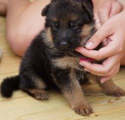 Awesome German sherped Puppies for Adoption