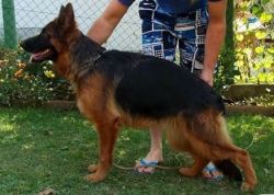Imported Super Red and Black Long Coat German Shepard Puppies