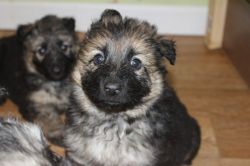Beautiful litter of german shepherd puppies looking for a new home