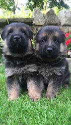 Home Raise German Shepherd Dog Puppies For Sale