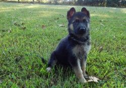 AKC quality German Shepherd Puppies For Sale