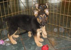 Beautiful German Shepherd Puppies For Sale