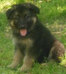 Beautiful loving German Shepherd puppies for sale now