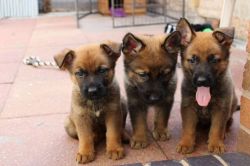 Stunning German Shepherd puppies for sale