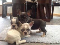 Amazing French bulldogs for sale