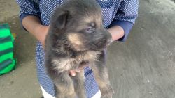 German shepherd Puppies for Sale