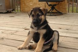 Cute German shepherd pup ready for homing