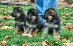 German Sheperd Puppies