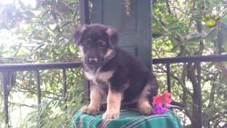 Obedient German Shepherd Puppies Ready for a New Family