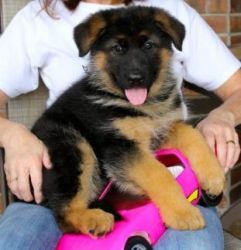 Quality German Shepherd puppies for sale.