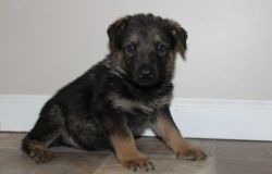 Charming German Shepard puppies Available