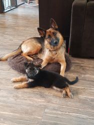 Beautiful German Shepherd puppies ready for their new home!