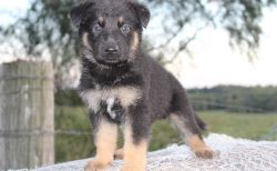 Home raised German Shepherd puppies. (xxx) xxx-xxx2