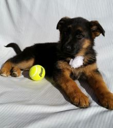Amazing German Shepherd Puppies For Sale. xxx-xxx-xxxx