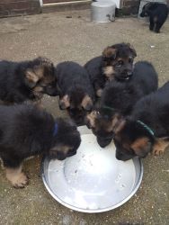 German sherpard puppies