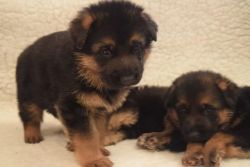 Socialize German Shepherd Puppies for sale