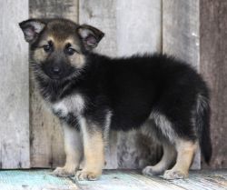 Amazing German Shepherd Puppies Available.
