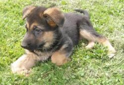 AKC Registered German Shepherd Puppies