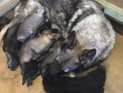 Stunning German Shepherd Puppies for sale