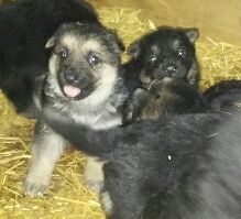 AKC German Shepherd pups