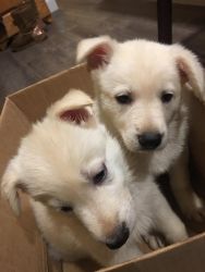 AKC registered White German Shepherd puppies