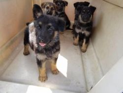 AKC Beautiful German Shepherd Pups for sale! xxxxxxxxxx