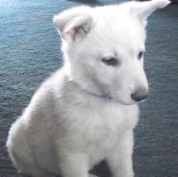 House Trained White German Shepherd puppies