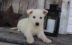 Male and female White German Shepherd puppies