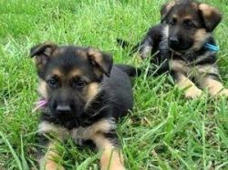 Active german shepherd puppies