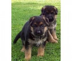 Gorgeous German Shepherd Dog Puppies