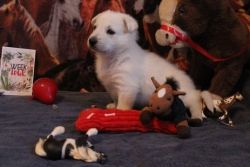 akc german shepherd puppies for sale!