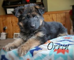 Quality blk and red shepherd pups