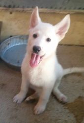 House trained AKC White German Shepherd puppies