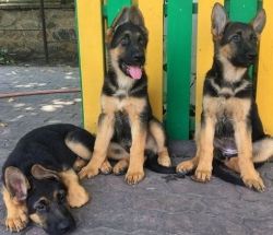 Outstanding German Shepherd puppies