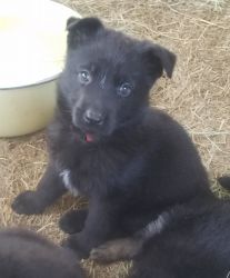 For Sale German Shepherd puppies