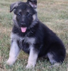 Well Quality German Shepherd puppies For Sale Now