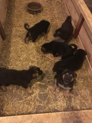 German Shepherd Puppies For Sale!!!