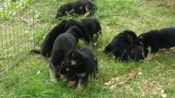 family raised akc german shepherd puppies
