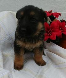 German Shepherd Puppies For Sale!!!