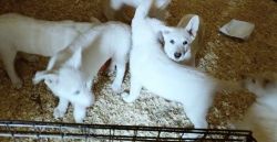 Male and female white German Shepherd puppies