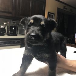 Full-Blooded German Shepherd Puppies (ONLY TWO MALES LEFT)