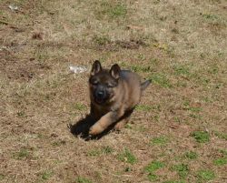 DDR/Czech Puppies for sale
