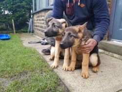Adopt German Shepherd puppies text xxx-xxx-xxxx