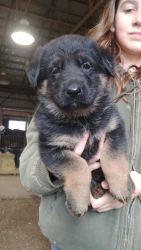 AKC registered german shepherd puppies