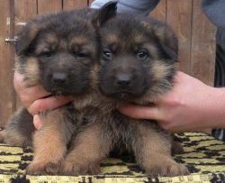 Outstanding German Shepherd puppies