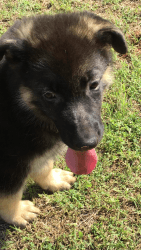 AKC Registered German Shepherd Puppy