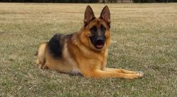 Trained Young Adult Male German Shepherd for Sale